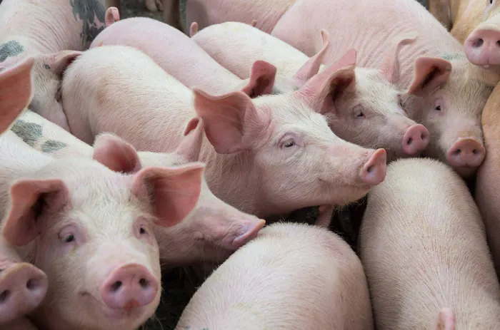 Revista digital: Pig progress